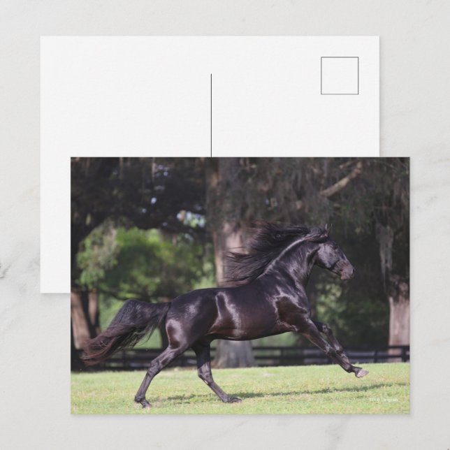 Postal Bob Langrish | Nacimiento lusitano negro (Anverso / Reverso)