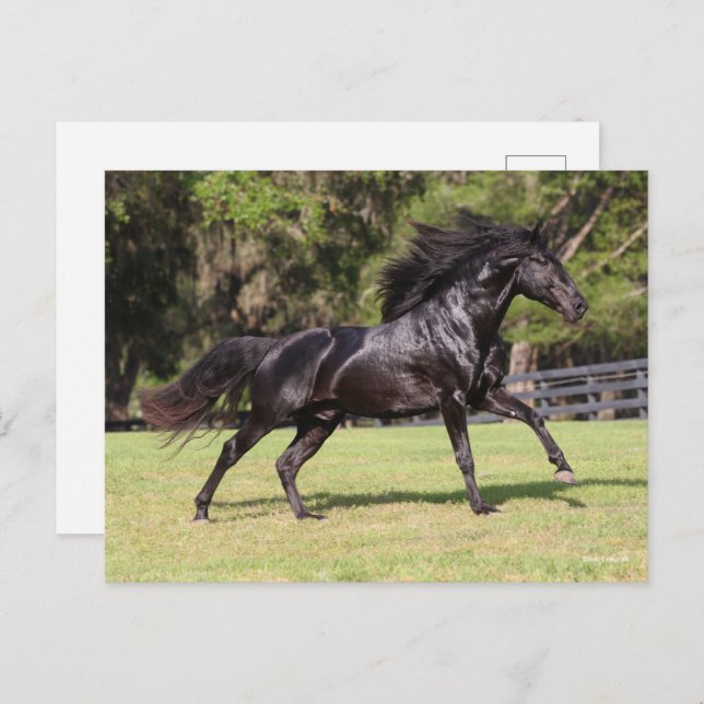 Postal Bob Langrish | Nacimiento lusitano negro (Anverso / Reverso)