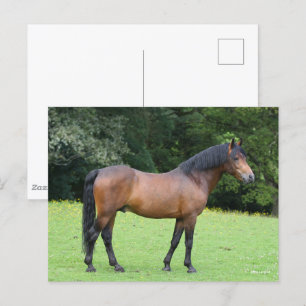 Postal Bob Langrish   Nuevo plantamiento de pony forestal