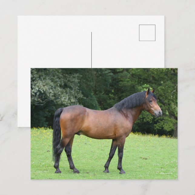Postal Bob Langrish | Nuevo plantamiento de pony forestal (Anverso / Reverso)