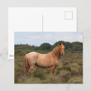 Postal Bob Langrish   Nuevo Pony Forestal De Pie En El Es