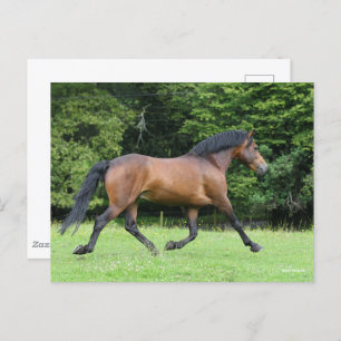 Postal Bob Langrish   Nuevo Stallion Forestal Pony
