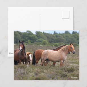 Postal Bob Langrish   Nuevos ponis y potros forestales