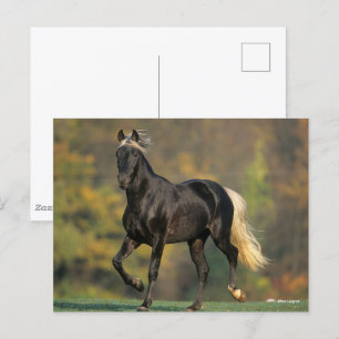Postal Bob Langrish   Otoño de Caballo de Montaña Rocosa