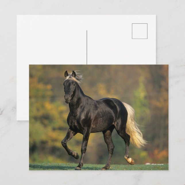Postal Bob Langrish | Otoño de Caballo de Montaña Rocosa (Anverso / Reverso)