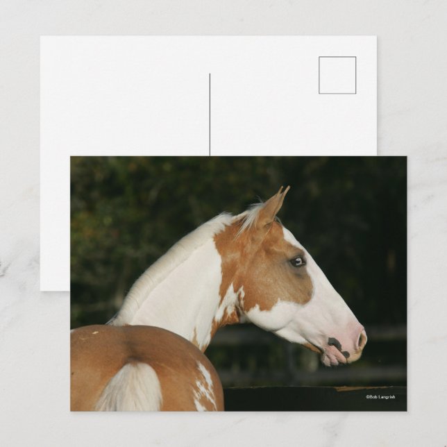 Postal Bob Langrish | Paint Horse Headshot (Anverso / Reverso)