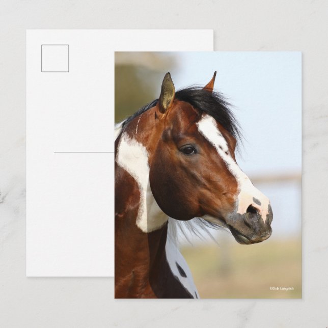 Postal Bob Langrish | Paint Horse Stallion en la cabeza (Anverso / Reverso)