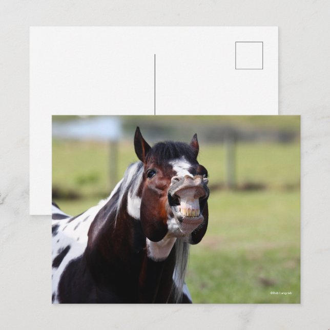 Postal Bob Langrish | Paint Horse Stallion Flehmen (Anverso / Reverso)