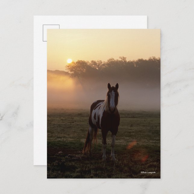 Postal Bob Langrish | Paint Horse Standing Mist Sunrise (Anverso / Reverso)