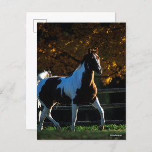 Postal Bob Langrish   Paint Horse Walking Backlit Otoño