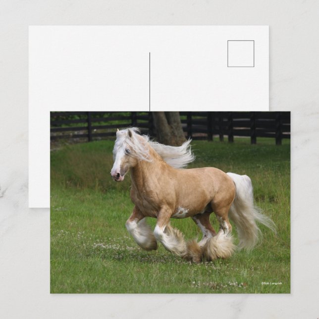 Postal Bob Langrish | Palomino Gypsy Vanner Horario Corri (Anverso / Reverso)