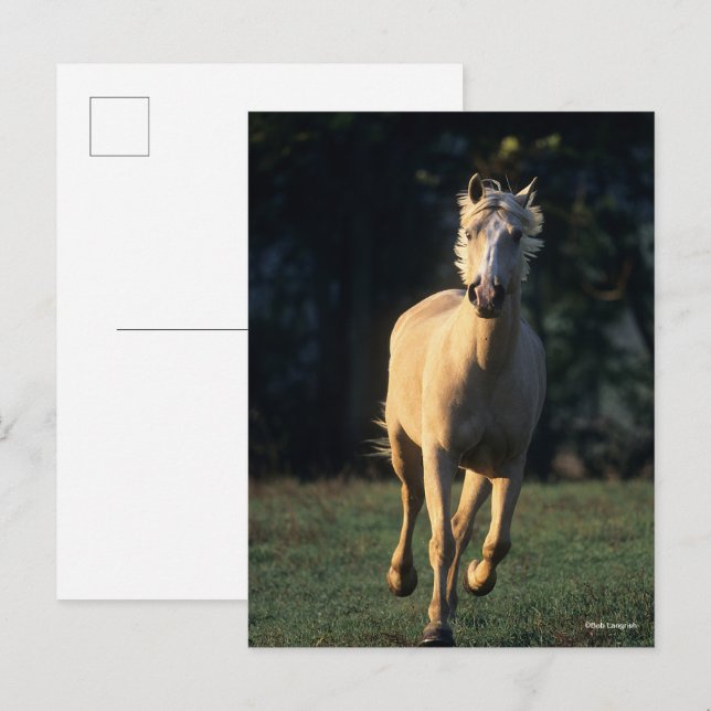 Postal Bob Langrish | Palomino Horse Running Backlit (Anverso / Reverso)