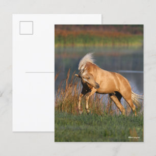 Postal Bob Langrish Palomino Lusitano Stallion Bucking