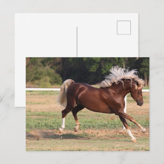 Postal Bob Langrish | Palomino Morgan Horse Bucking (Anverso / Reverso)