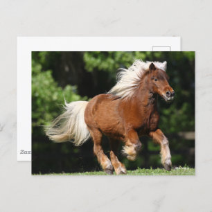 Postal Bob Langrish   Palomino Pony Running