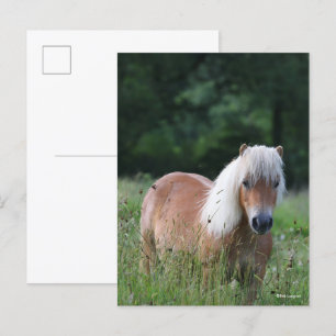 Postal Bob Langrish   Palomino Shetland De Pie