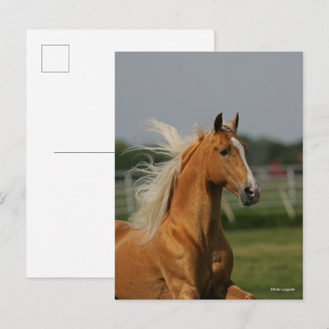 Postal Bob Langrish | Palomino Tennesee Walker Headshot (Anverso / Reverso)