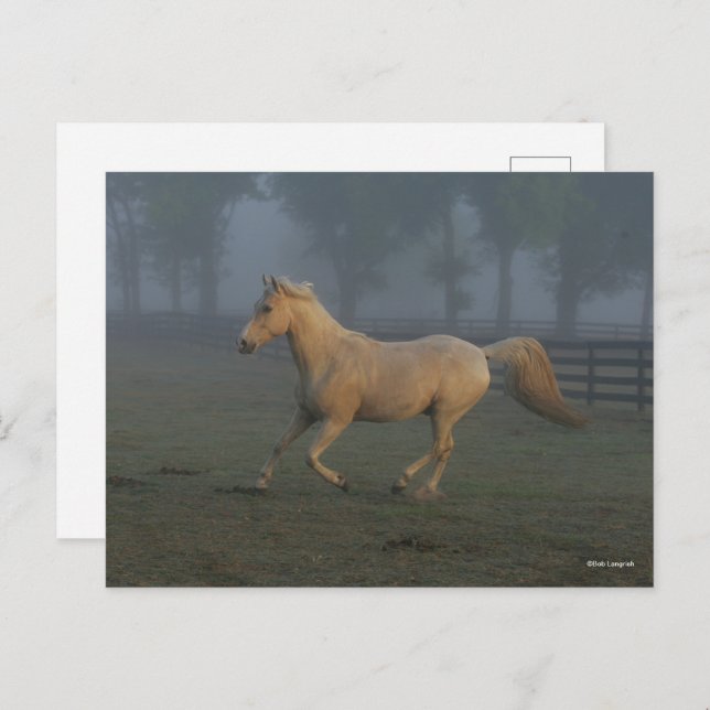 Postal Bob Langrish | Palomino Tennessee Walker in Mist (Anverso / Reverso)