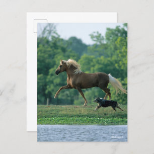 Postal Bob Langrish   Palomino Tennessee Walker y Perro