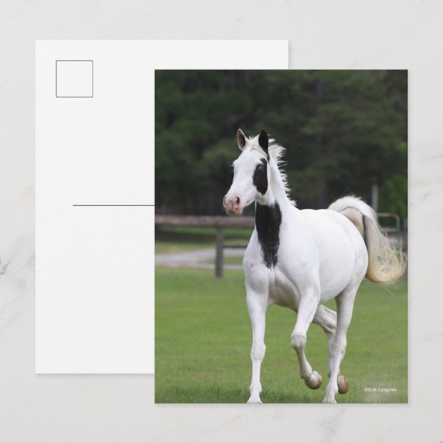 Postal Bob Langrish | Pinto Warmblood (Anverso / Reverso)