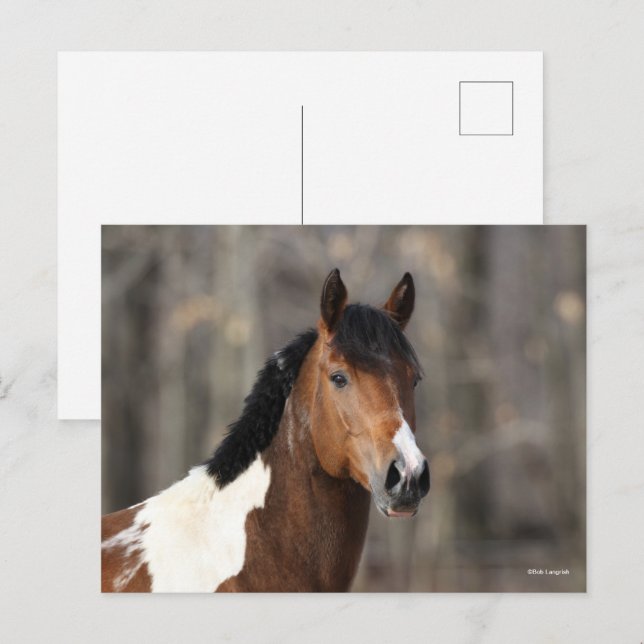 Postal Bob Langrish | Pintura de cabeza de caballo (Anverso / Reverso)