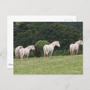 Postal Bob Langrish   Ponies Galeses En Pie