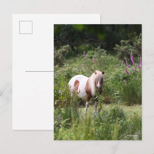 Postal Bob Langrish | Pony De Shetland De Flores (Anverso / Reverso)