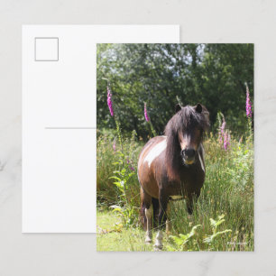 Postal Bob Langrish   Pony De Shetland De Flores