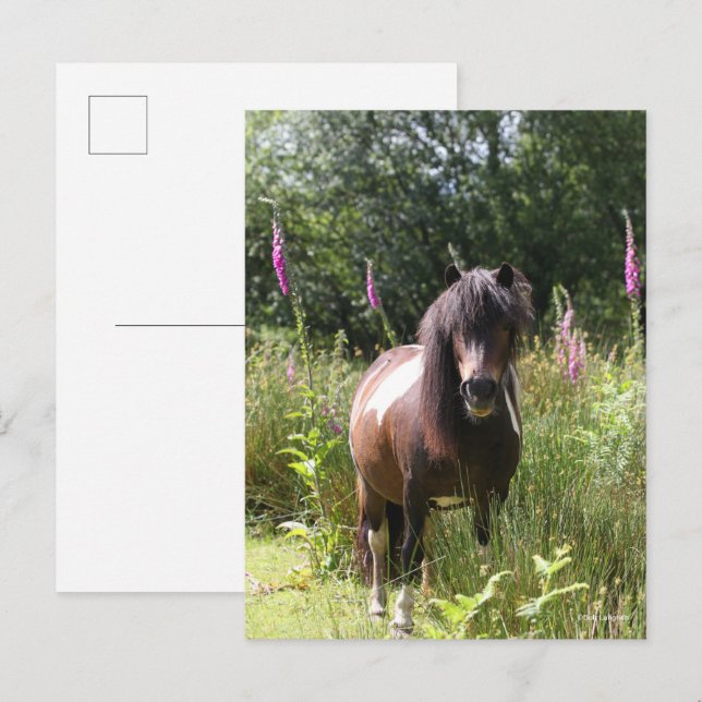 Postal Bob Langrish | Pony De Shetland De Flores (Anverso / Reverso)