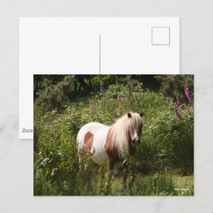 Postal Bob Langrish   Pony De Shetland De pie En Flores