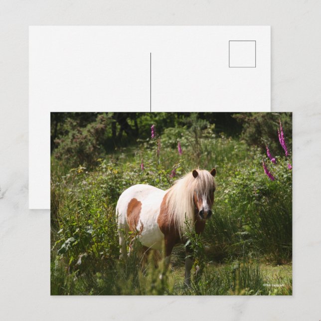 Postal Bob Langrish | Pony De Shetland De pie En Flores (Anverso / Reverso)