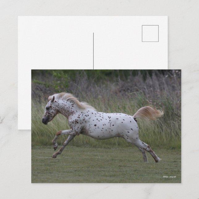 Postal Bob Langrish | Pony esporádico de América saltando (Anverso / Reverso)