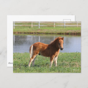 Postal Bob Langrish   Pony Foal Standing en miniatura