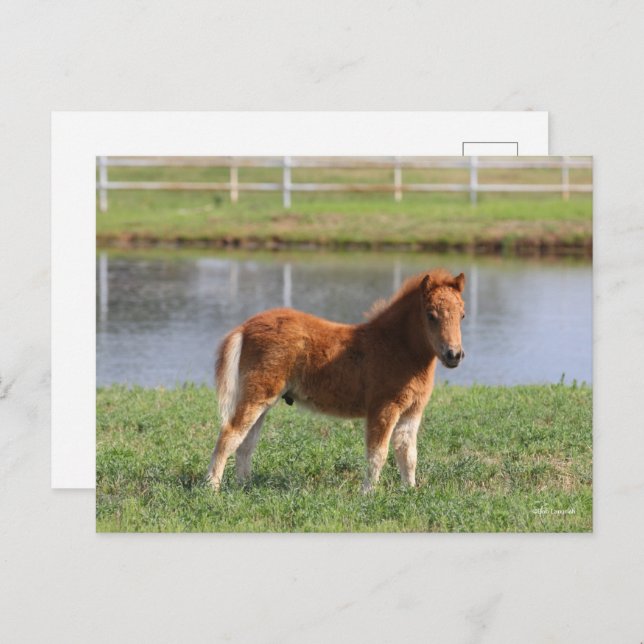 Postal Bob Langrish | Pony Foal Standing en miniatura (Anverso / Reverso)