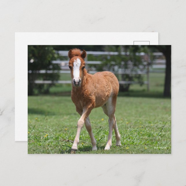 Postal Bob Langrish | Pony Foal Walking en miniatura (Anverso / Reverso)