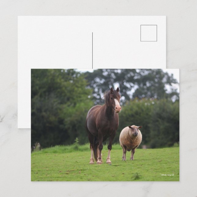 Postal Bob Langrish | Pony Mare Galesa De Pie Con Oveja (Anverso / Reverso)