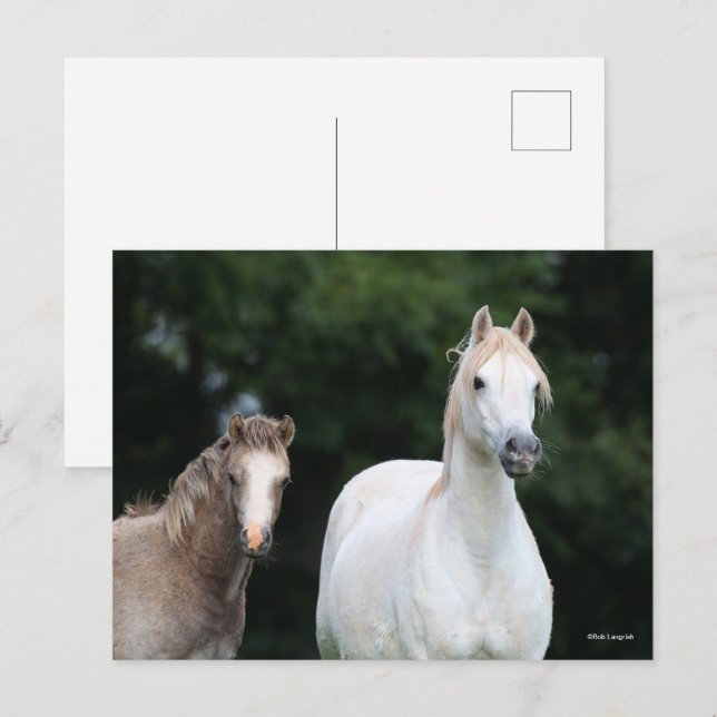 Postal Bob Langrish | Pony Mare y Foal galeses (Anverso / Reverso)