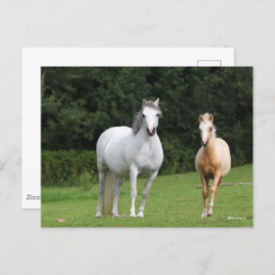 Postal Bob Langrish   Pony Mare y Foal galeses