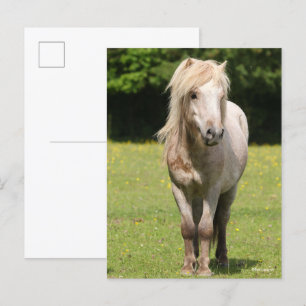 Postal Bob Langrish   Pony Standing de Shetland