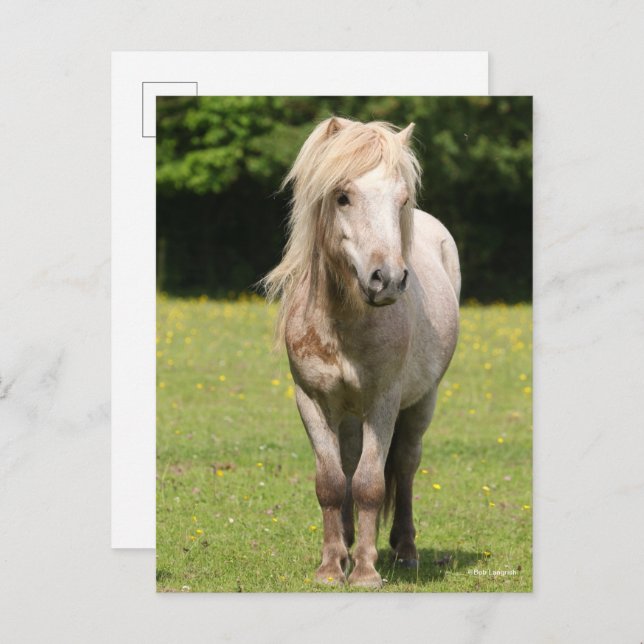 Postal Bob Langrish | Pony Standing de Shetland (Anverso / Reverso)