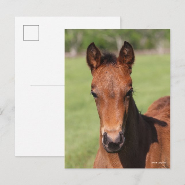 Postal Bob Langrish | Quarter Horse Foal Headshot (Anverso / Reverso)
