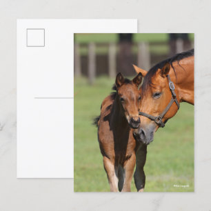 Postal Bob Langrish   Quarter Horse Mare and Foal
