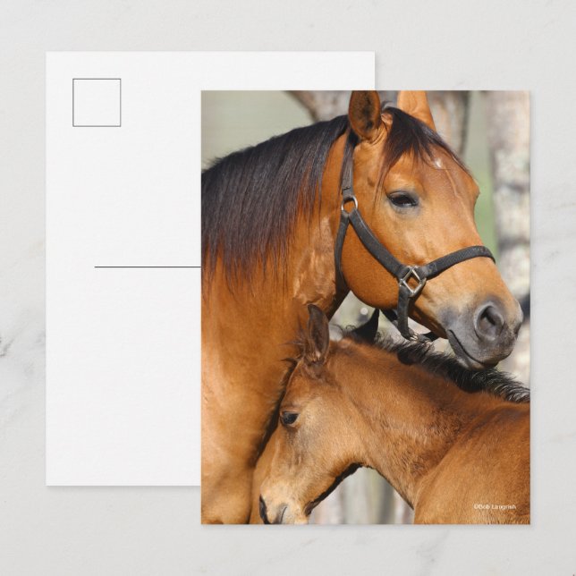 Postal Bob Langrish Quarter Horse Mare and Foal Headshot (Anverso / Reverso)