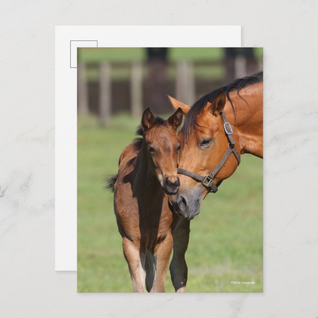 Postal Bob Langrish Quarter Horse Mare y Foal Cudddling (Anverso / Reverso)