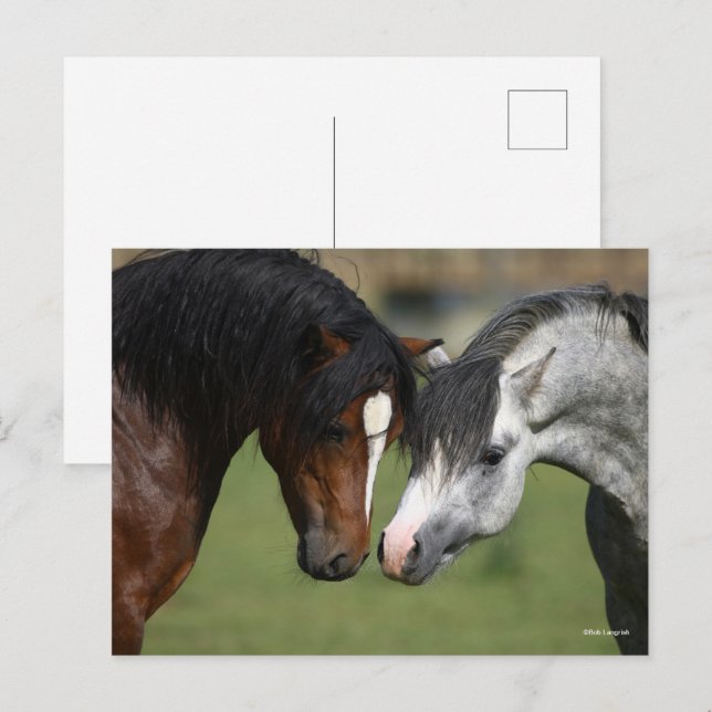 Postal Bob Langrish | Reunión de ponis de la bahía y el g (Anverso / Reverso)