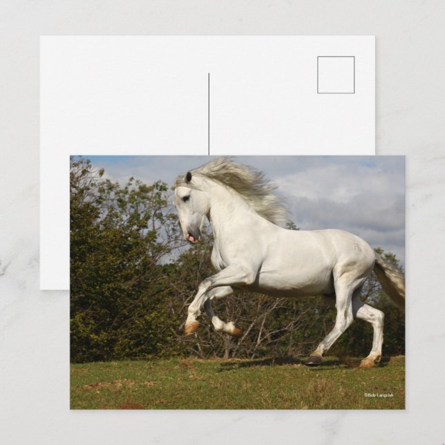 Postal Bob Langrish | Salto de Stallion andaluz gris (Anverso / Reverso)