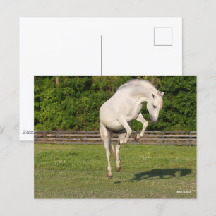 Postal Bob Langrish   Salto de Stallion andaluz gris