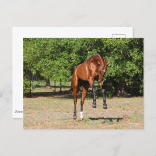 Postal Bob Langrish   Salto del Stallion de Akhal Teke