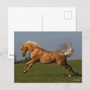 Postal Bob Langrish   Salto del Stallion Palomino Lusitan