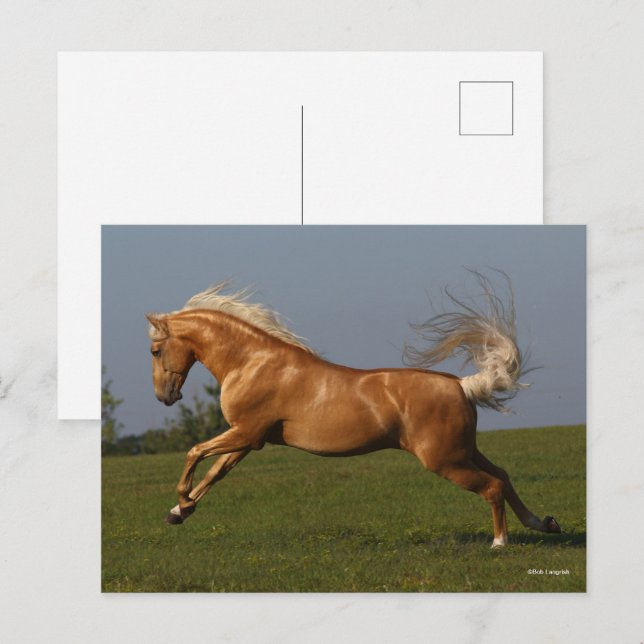 Postal Bob Langrish | Salto del Stallion Palomino Lusitan (Anverso / Reverso)